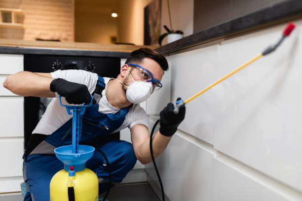 Best Flea Control Services  in Rock Falls, IL