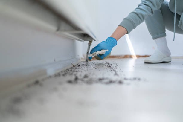 Best Spider Control Near Me  in Rock Falls, IL